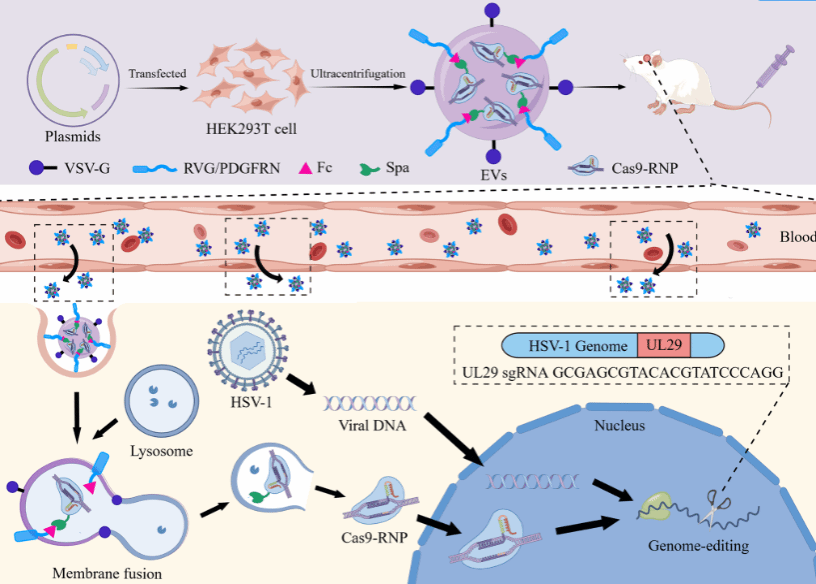 基于Fc/Spa的高效细胞外囊泡Cas9-RNP递送平台构建及在抗HSV1